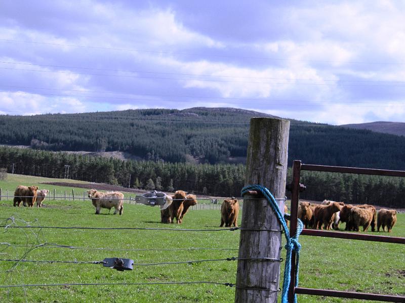 Aviemore-Fort William (47).JPG